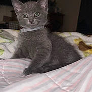Merlina is registered to the contest to win money with this photo: kitten, gray_cat, pet, feline, young_animal, indoor, blanket, striped, cozy, curious, green_eyes, fur, collar, resting, domestic_cat, cute, small, animal, cute_pet, bed