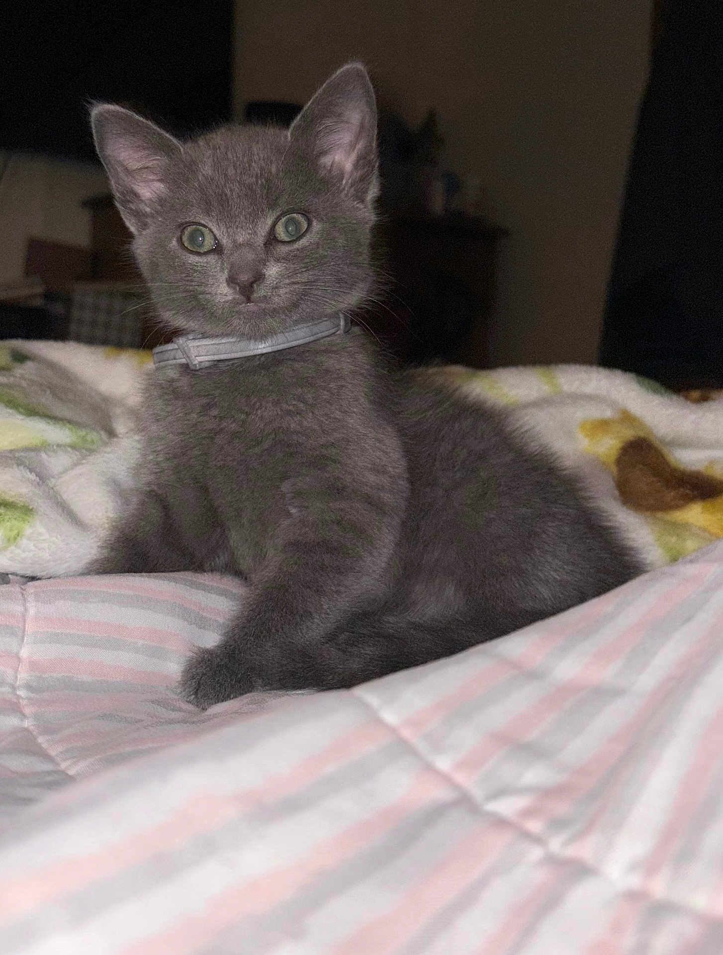 Merlina is registered to the contest to win money with this photo: kitten, gray_cat, pet, feline, young_animal, indoor, blanket, striped, cozy, curious, green_eyes, fur, collar, resting, domestic_cat, cute, small, animal, cute_pet, bed