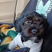 Sammie Boy joined the competition — help win amazing prizes! black_dog, blanket, butterfly_design, car_seat, close_up, cozy, cute, dog, eyes, fur, hoodie, interior, nose, passenger, pet, portrait, puppy, seat_cover, soft_texture, travel