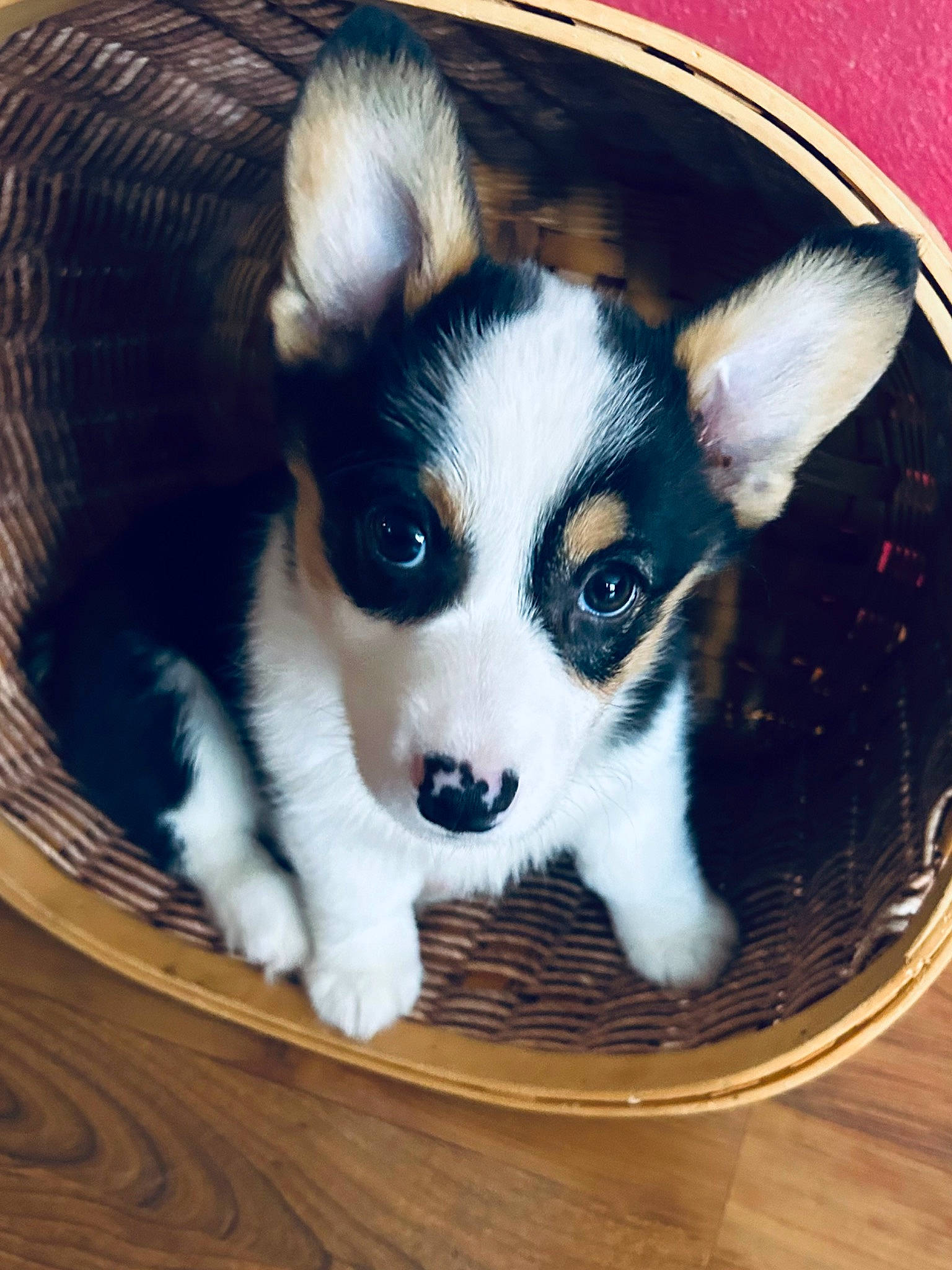 Finn is registered to the contest to win money with this photo: canidae, carnivore, companion_dog, dog, dog_breed, dog_supply, fur, hardwood, herding_dog, pet_supply, puppy, snout, sporting_group, terrestrial_animal, toy_dog, waste_container, whiskers, wood, working_animal, working_dog