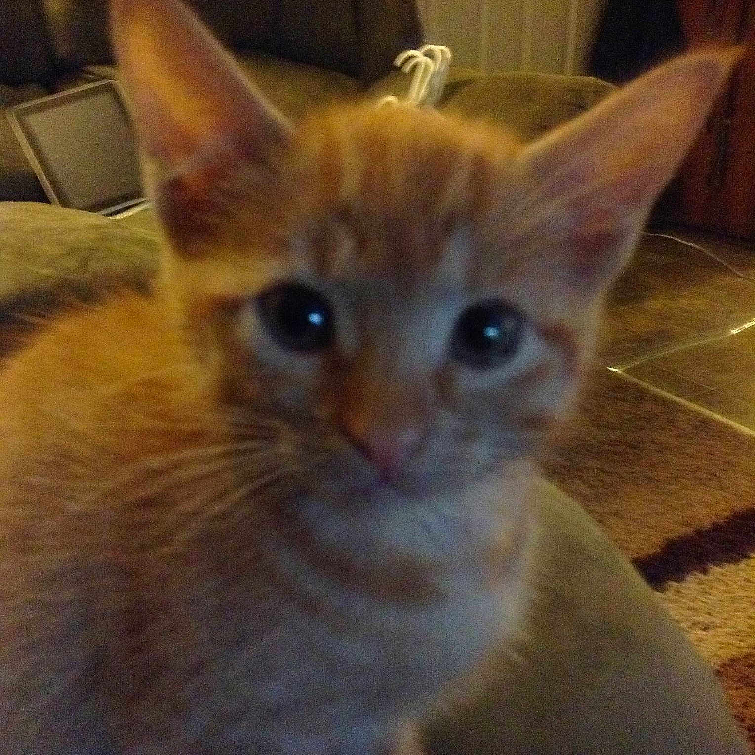 Finn