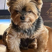 Charly participe au concours pour gagner de l'argent avec cette photo : animal, black, chair, closeup, cute, dog, ears, face, fluffy, fur, furniture, indoor, leather, paw, pet, portrait, sitting, small_dog, tan, whiskers