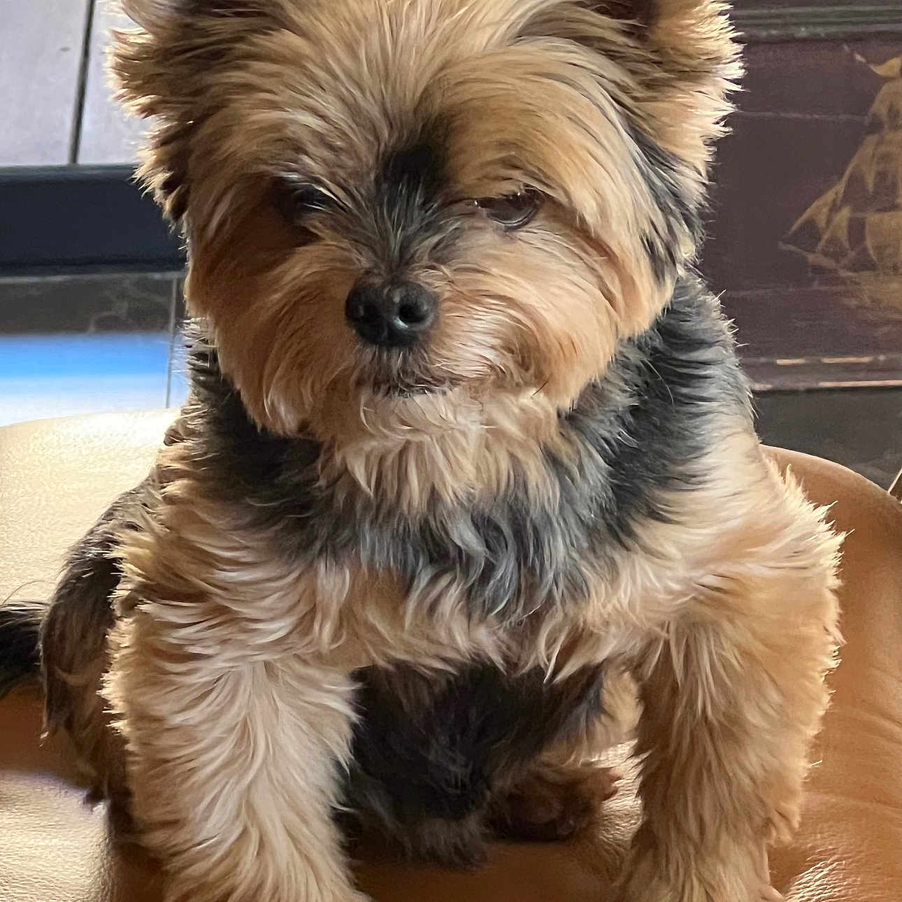 Charly participe au concours pour gagner de l'argent avec cette photo : animal, black, chair, closeup, cute, dog, ears, face, fluffy, fur, furniture, indoor, leather, paw, pet, portrait, sitting, small_dog, tan, whiskers