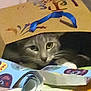 Volt a rejoint le concours — aidez-le/la à gagner de superbes lots ! blue_ribbon, cat, close_up, curious, cute, domestic_animal, face, feline, grey_cat, hidden, household, indoor, paper_bag, pet, playful, resting, soft_light, table, whiskers, wrapping_paper