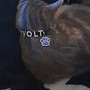 Volt a rejoint le concours — aidez-le/la à gagner de superbes lots ! animal, blanket, cat, close_up, collar, comfort, cozy, cute, domestic_cat, fur, gray_cat, indoor, napping, pattern, paw_tag, pet, relaxation, resting, sleeping, soft