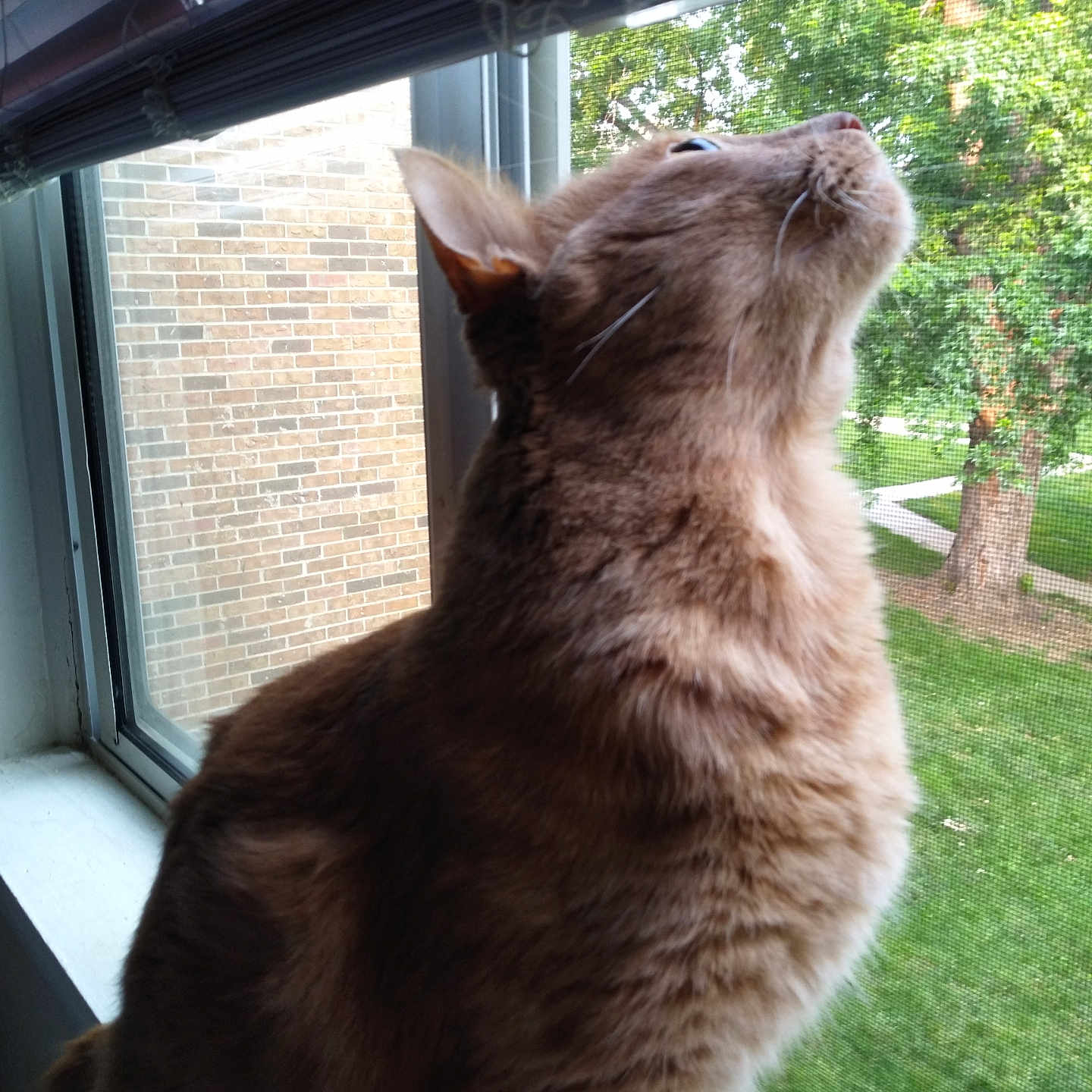 Patches is registered to the contest to win money with this photo: animal, blinds, brick_wall, cat, close_up, curious, daylight, domestic_cat, fur, greenery, indoor, looking_up, orange_cat, pet, screen, side_view, tree, whiskers, window, windowsill