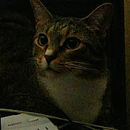 Nougat joined the competition — help win amazing prizes! cat, dark, cables, power_strip, curious, indoor, pet, feline, whiskers, ears, close_up, animal, domestic_animal, looking, shadow, quiet, still_life, technology, electrical, night