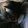 Nougat joined the competition — help win amazing prizes! cat, tabby, sleeping, paw, fur, close_up, indoor, resting, cozy, pet, whiskers, animal, soft_light, relaxation, cute, mammal, domestic, feline, quiet, comfort