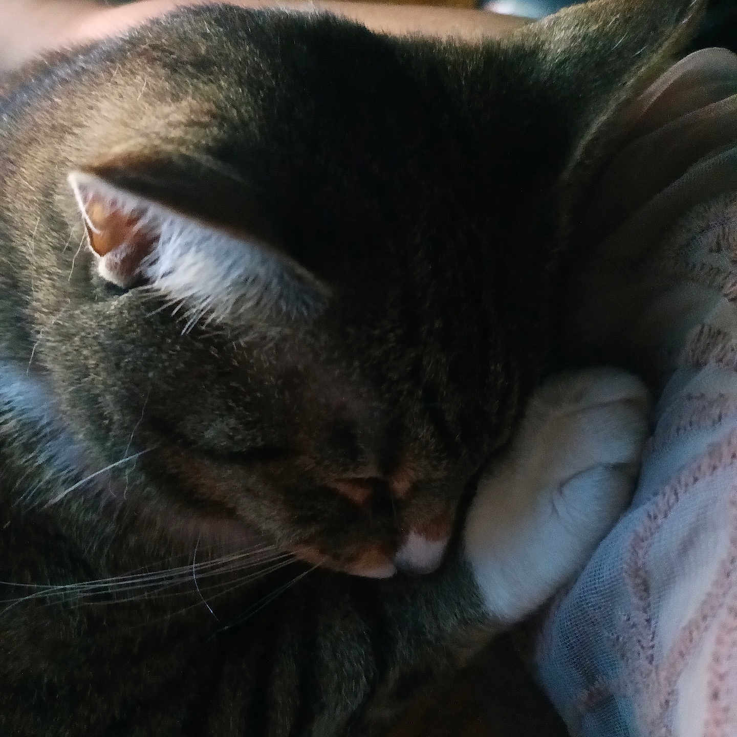 Nougat joined the competition — help win amazing prizes! animal, cat, close_up, comfort, cozy, cute, domestic, feline, fur, indoor, mammal, paw, pet, quiet, relaxation, resting, sleeping, soft_light, tabby, whiskers