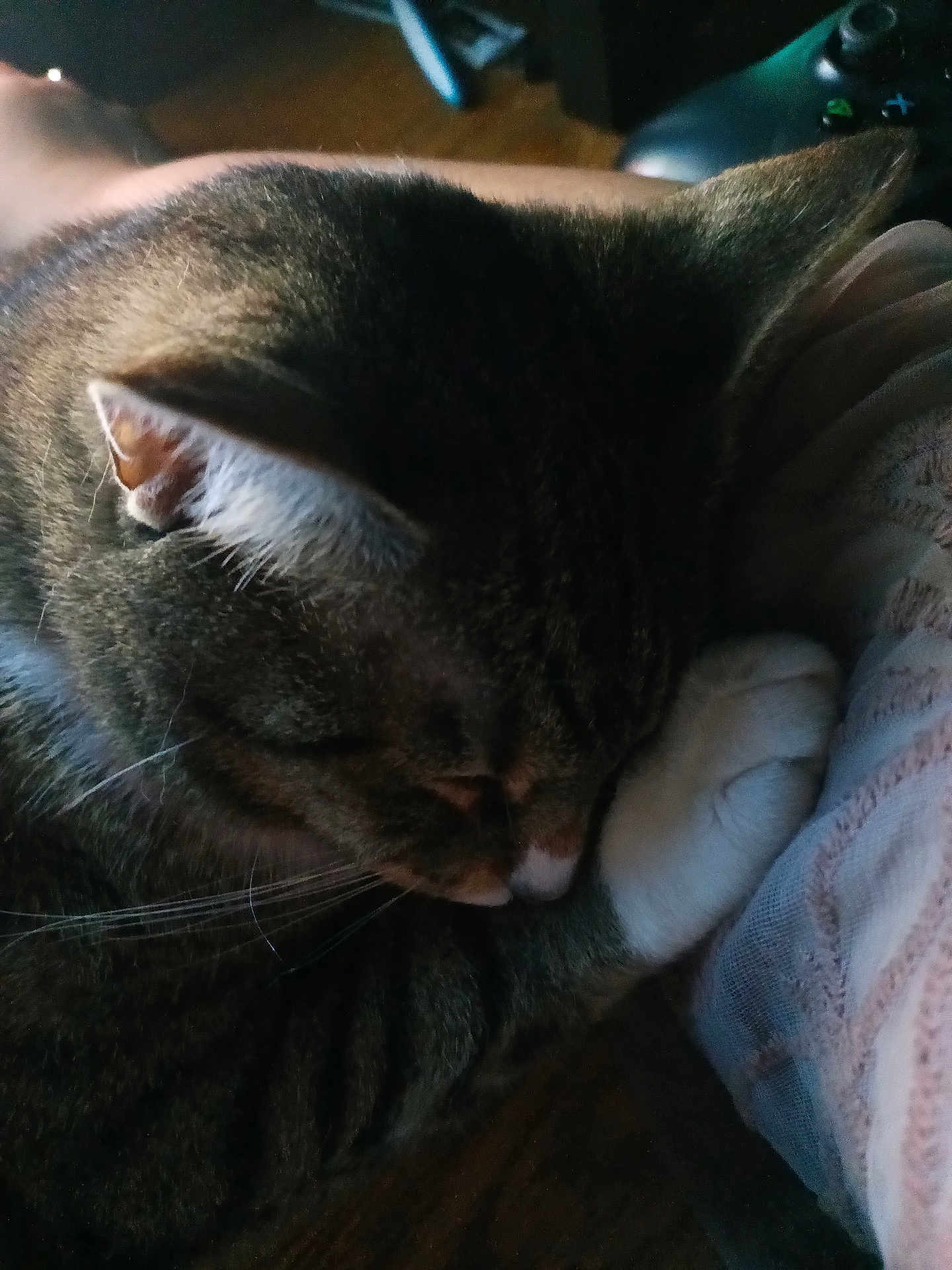 Nougat joined the competition — help win amazing prizes! cat, tabby, sleeping, paw, fur, close_up, indoor, resting, cozy, pet, whiskers, animal, soft_light, relaxation, cute, mammal, domestic, feline, quiet, comfort