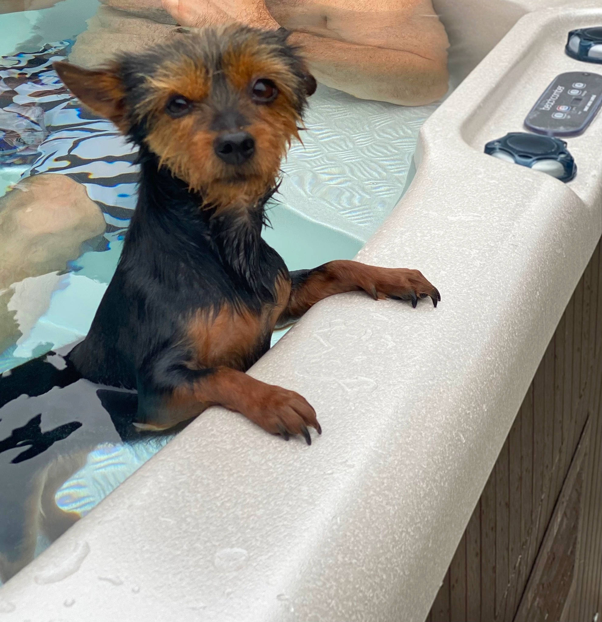 Dora joined the competition — help win amazing prizes! australian_terrier, canidae, carnivore, claw, comfort, companion_dog, dog, dog_breed, fawn, fur, liver, paw, puppy, small_terrier, snout, sporting_group, terrier, toy_dog, windshield, working_animal