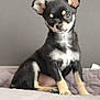 puppy, chihuahua, dog, pet, small_dog, black_and_tan, cute, ears, fur, animal, indoors, bed, quilted_surface, portrait, sitting, looking, young, domestic_animal, adorable, companion
