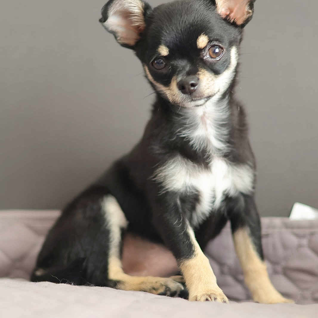 Alba a rejoint le concours — aidez-le/la à gagner de superbes lots ! adorable, animal, bed, black_and_tan, chihuahua, companion, cute, dog, domestic_animal, ears, fur, indoors, looking, pet, portrait, puppy, quilted_surface, sitting, small_dog, young