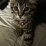 Gia is registered to the contest to win money with this photo: kitten, cat, tabby, pet, animal, collar, bell, fur, whiskers, close_up, indoor, blanket, cute, young, resting, paw, face, eyes, soft, cozy