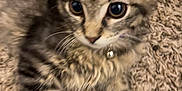 Gia joined the competition — help win amazing prizes! kitten, tabby, cat, pet, feline, young, collar, bell, carpet, fur, whiskers, ears, cute, indoor, closeup, animal, playful, domestic, soft, curious