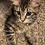 kitten, tabby, cat, pet, feline, young, collar, bell, carpet, fur, whiskers, ears, cute, indoor, closeup, animal, playful, domestic, soft, curious