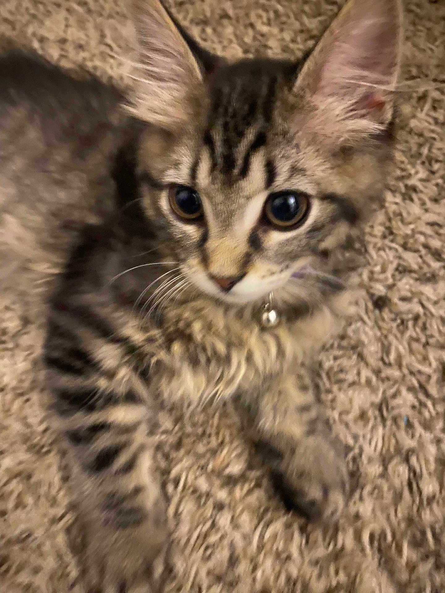 Gia joined the competition — help win amazing prizes! kitten, tabby, cat, pet, feline, young, collar, bell, carpet, fur, whiskers, ears, cute, indoor, closeup, animal, playful, domestic, soft, curious
