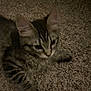 Gia is registered to the contest to win money with this photo: kitten, tabby, cat, pet, feline, carpet, indoor, animal, cute, young, fur, whiskers, claws, laying, closeup, texture, brown, striped, paw, curious