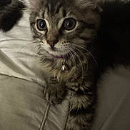Gia is registered to the contest to win money with this photo: kitten, tabby, cat, pet, collar, bell, whiskers, fur, paw, bed, cushion, indoor, closeup, animal, cute, young, feline, resting, curious, soft