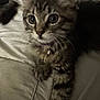 kitten, tabby, cat, pet, collar, bell, whiskers, fur, paw, bed, cushion, indoor, closeup, animal, cute, young, feline, resting, curious, soft