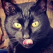 Otis joined the competition — help win amazing prizes! black_cat, cat, animal, pet, close_up, yellow_eyes, tongue_out, feline, whiskers, fur, cute, portrait, face, domestic_cat, mammal, indoor, looking, expression, playful, alert