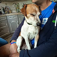 Junior participe au concours pour gagner de l'argent avec cette photo : bracelet, casual_clothing, closed_eyes, countertop, cupboard, dog, domestic, facial_hair, furniture, holding, human_animal_interaction, indoor, kitchen, person, pet, relaxed, short_hair, sink, sitting, tile_floor