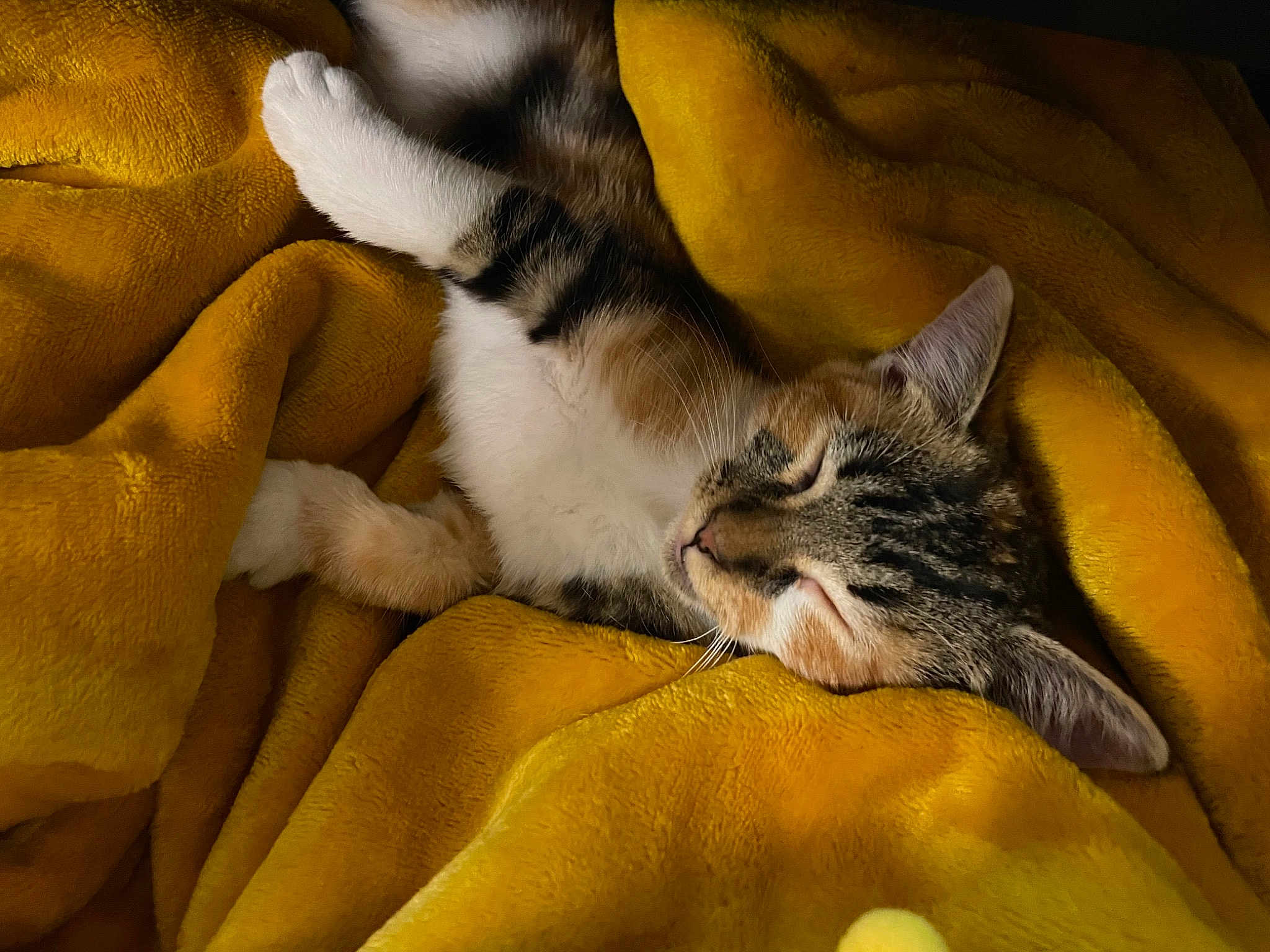 Phoebe