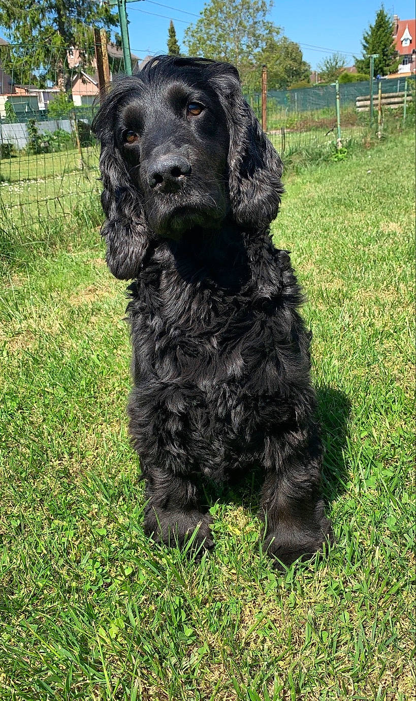Bibi a rejoint le concours — aidez-le/la à gagner de superbes lots ! american_cocker_spaniel, american_water_spaniel, boykin_spaniel, canidae, carnivore, cocker_spaniel, companion_dog, dog, dog_breed, english_cocker_spaniel, field_spaniel, german_spaniel, mammal, murray_river_curly_coated_retriever, pont_audemer_spaniel, rare_breed_dog, russian_spaniel, spaniel, sporting_group, vertebrate