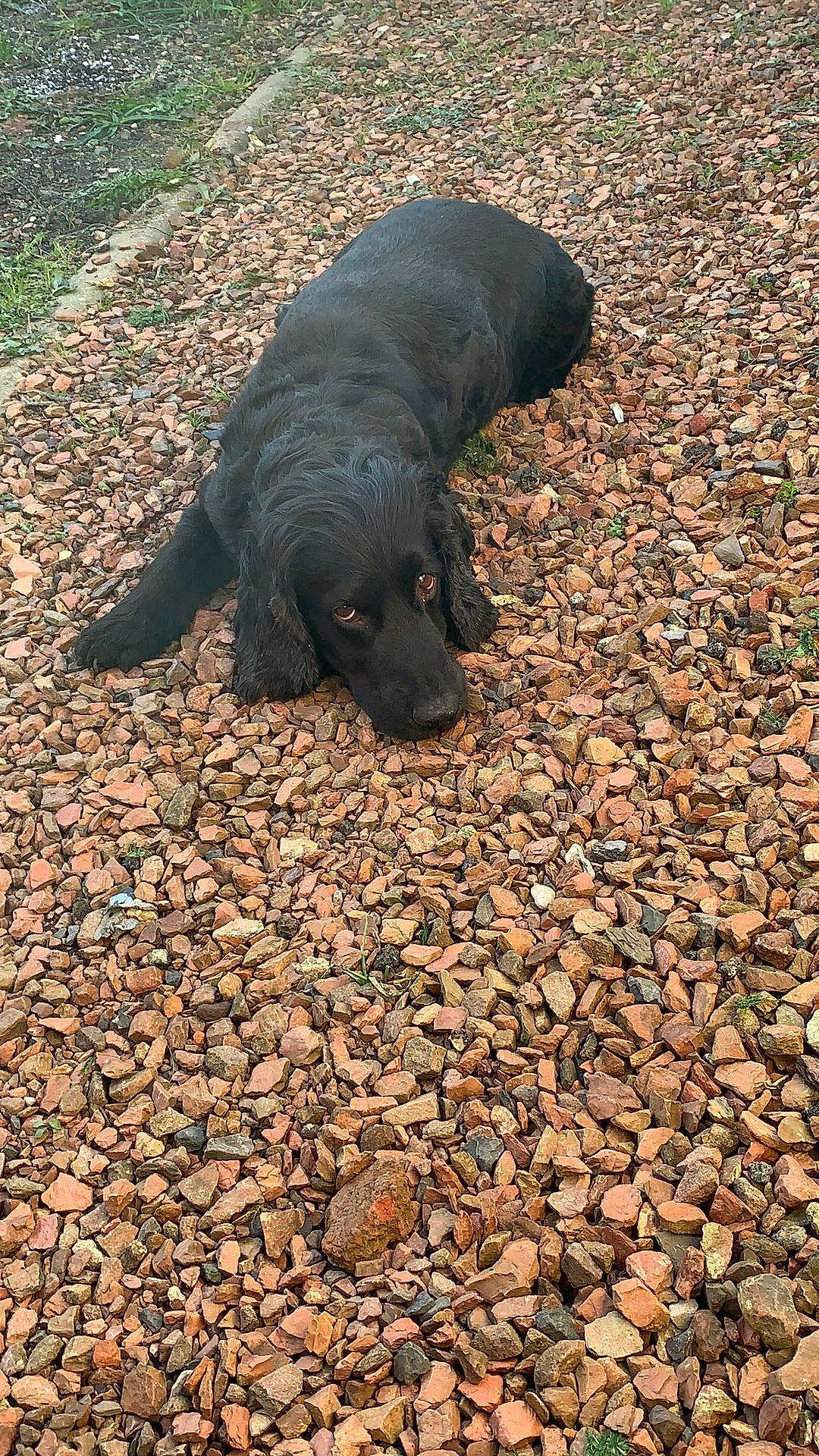 Bibi a rejoint le concours — aidez-le/la à gagner de superbes lots ! canidae, carnivore, dog, dog_breed, labrador_retriever, snout, sporting_group