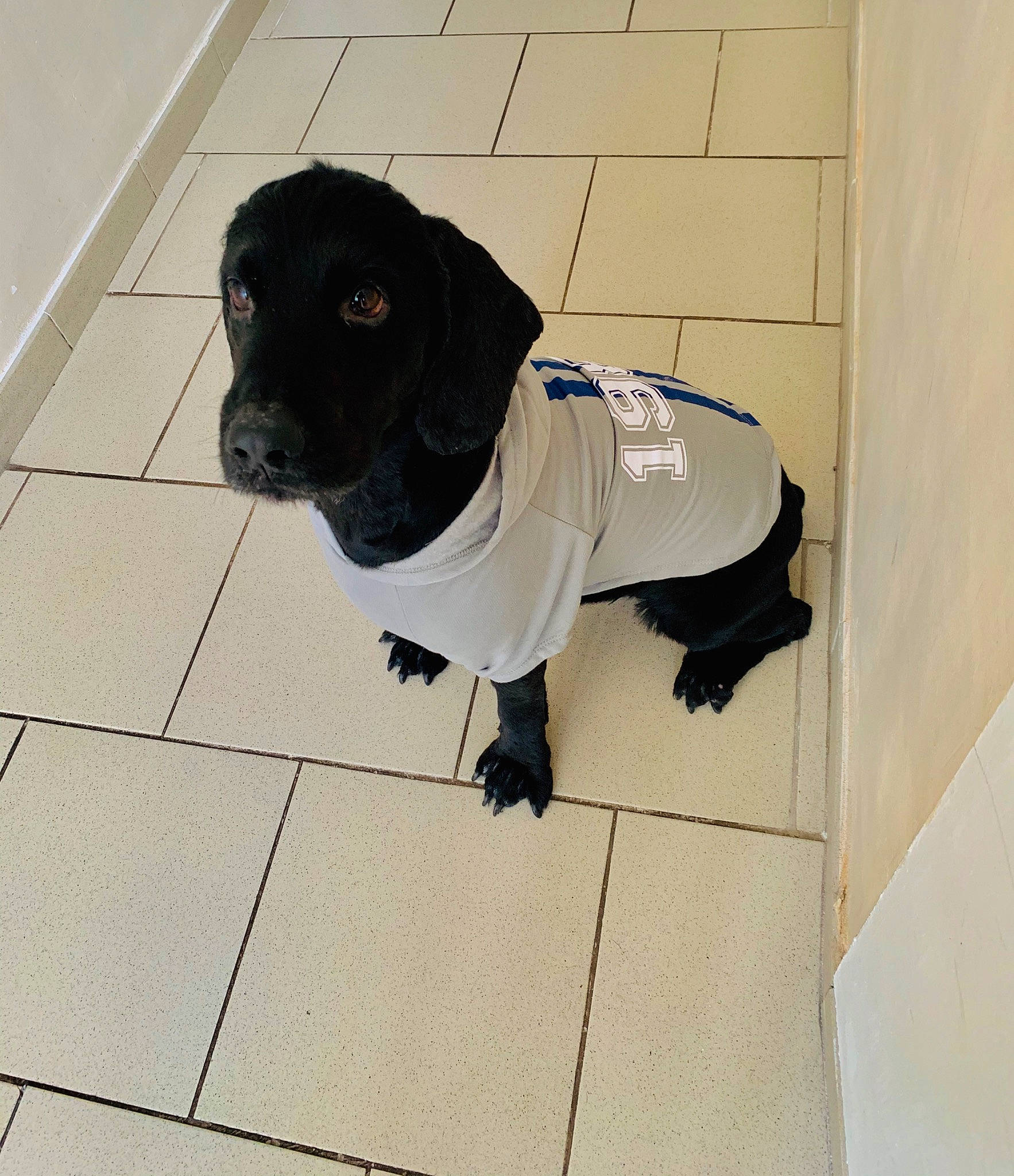 Bibi a rejoint le concours — aidez-le/la à gagner de superbes lots ! beagador, black, canidae, carnivore, companion_dog, dog, dog_breed, dog_clothes, dog_supply, floor, flooring, pointer, puppy, snout, sporting_group, tile