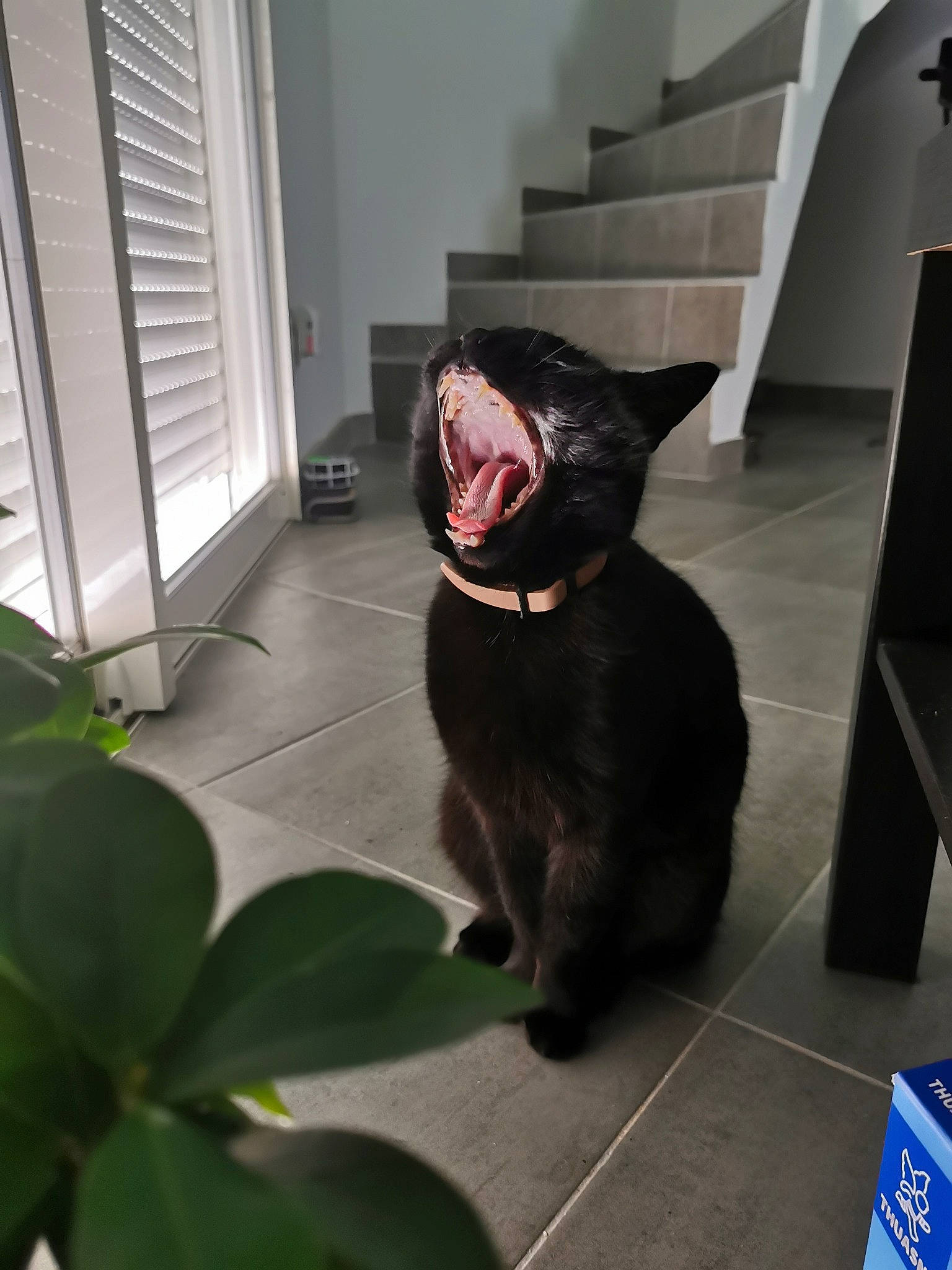 Réglisse a rejoint le concours — aidez-le/la à gagner de superbes lots ! asian, black, black_cat, carnivore, cat, domestic_short_haired_cat, facial_expression, felidae, floor, fur, plant, small_to_medium_sized_cats, snout, tail, whiskers, window