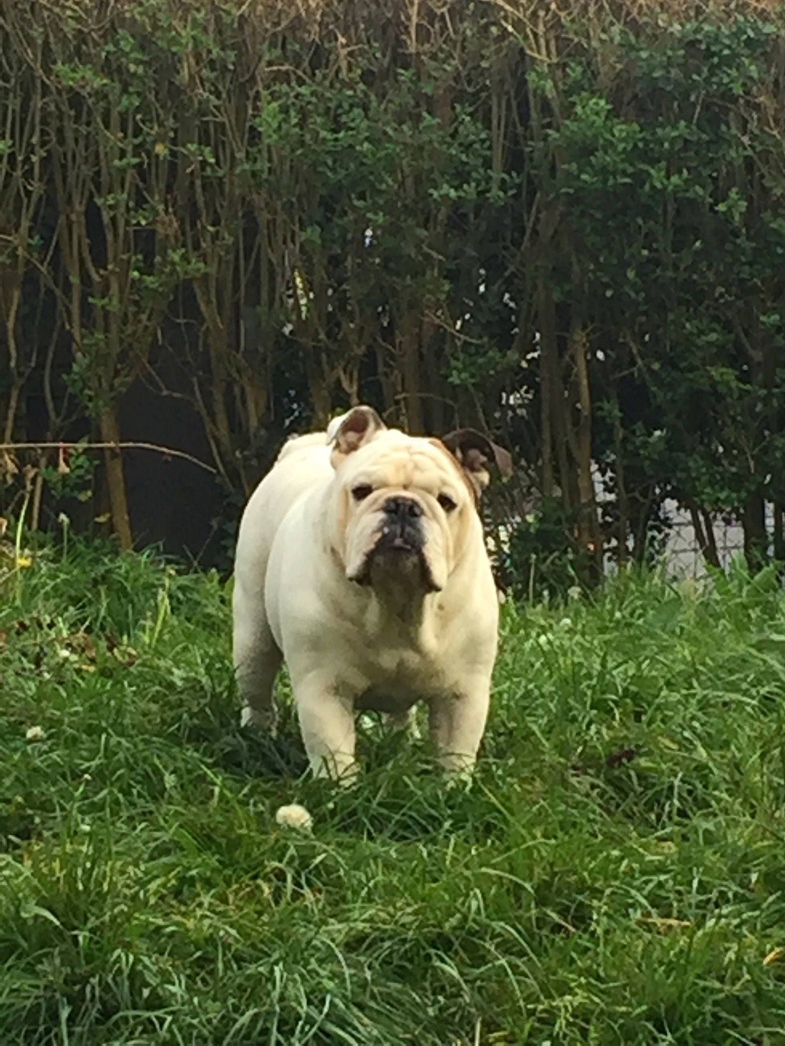 Imhotep participe au concours pour gagner de l'argent avec cette photo : american_bulldog, australian_bulldog, bulldog, canidae, carnivore, companion_dog, dog, dog_breed, dorset_olde_tyme_bulldogge, fawn, grass, mammal, non_sporting_group, old_english_bulldog, olde_english_bulldogge, snout, toy_bulldog, vertebrate, white_english_bulldog