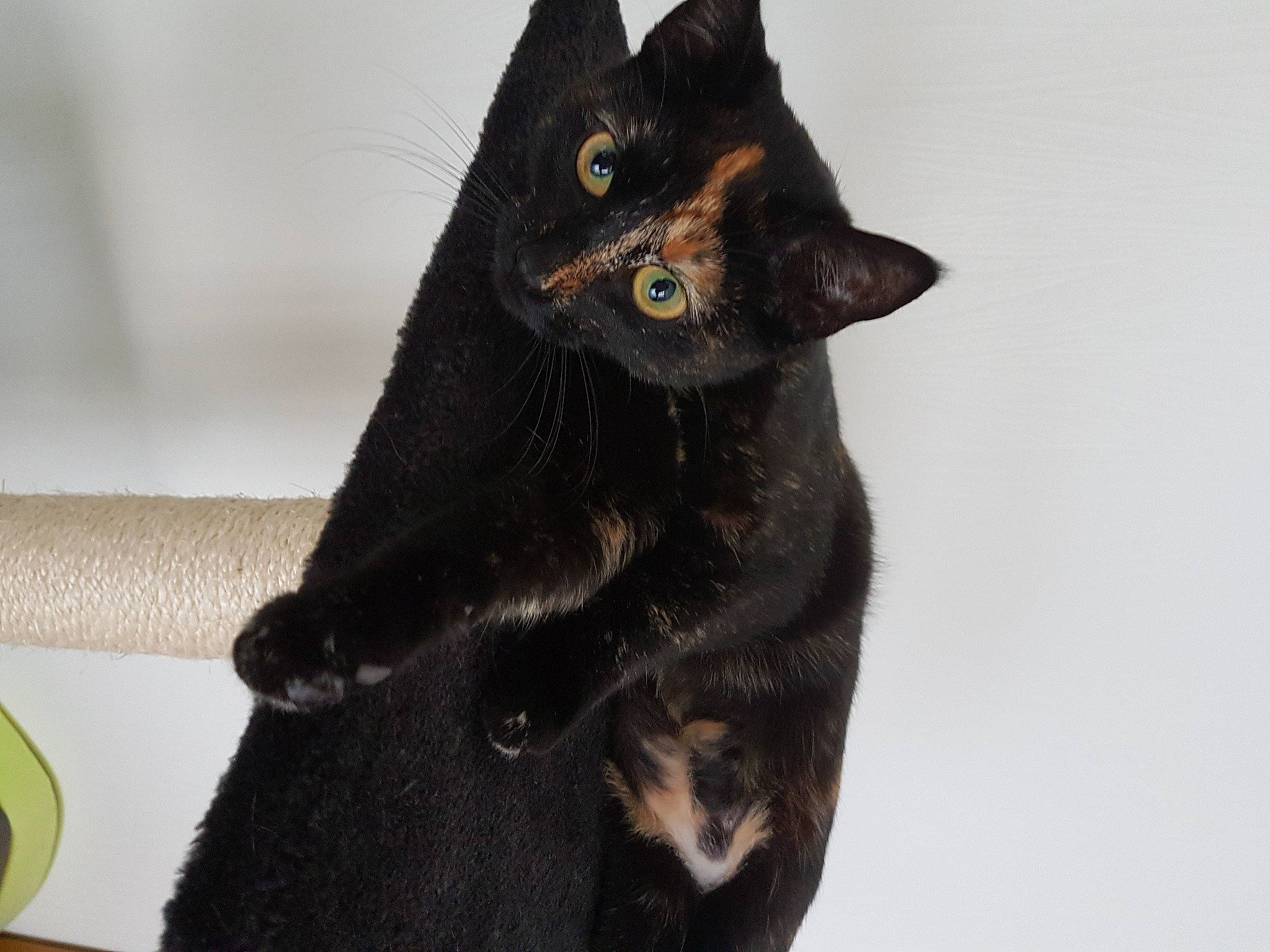 Lou participe au concours pour gagner de l'argent avec cette photo : black_cat, bombay, carnivore, cat, claw, domestic_short_haired_cat, felidae, fur, head, small_to_medium_sized_cats, snout, tail, terrestrial_animal, whiskers