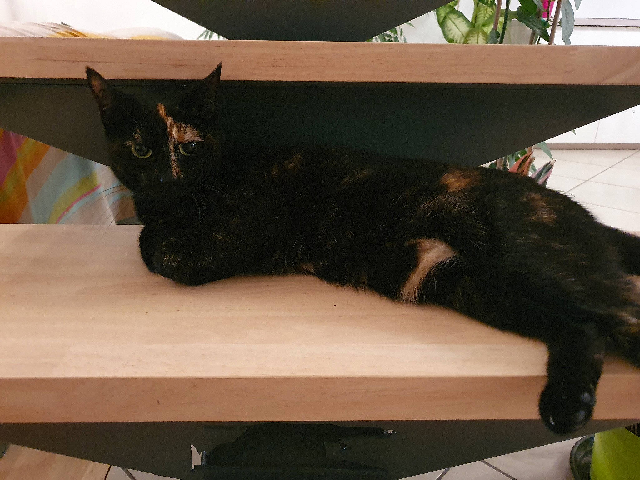 Lou participe au concours pour gagner de l'argent avec cette photo : black, black_cat, carnivore, cat, comfort, desk, domestic_short_haired_cat, felidae, floor, flooring, fur, hardwood, plant, room, small_to_medium_sized_cats, table, tail, whiskers, window, wood