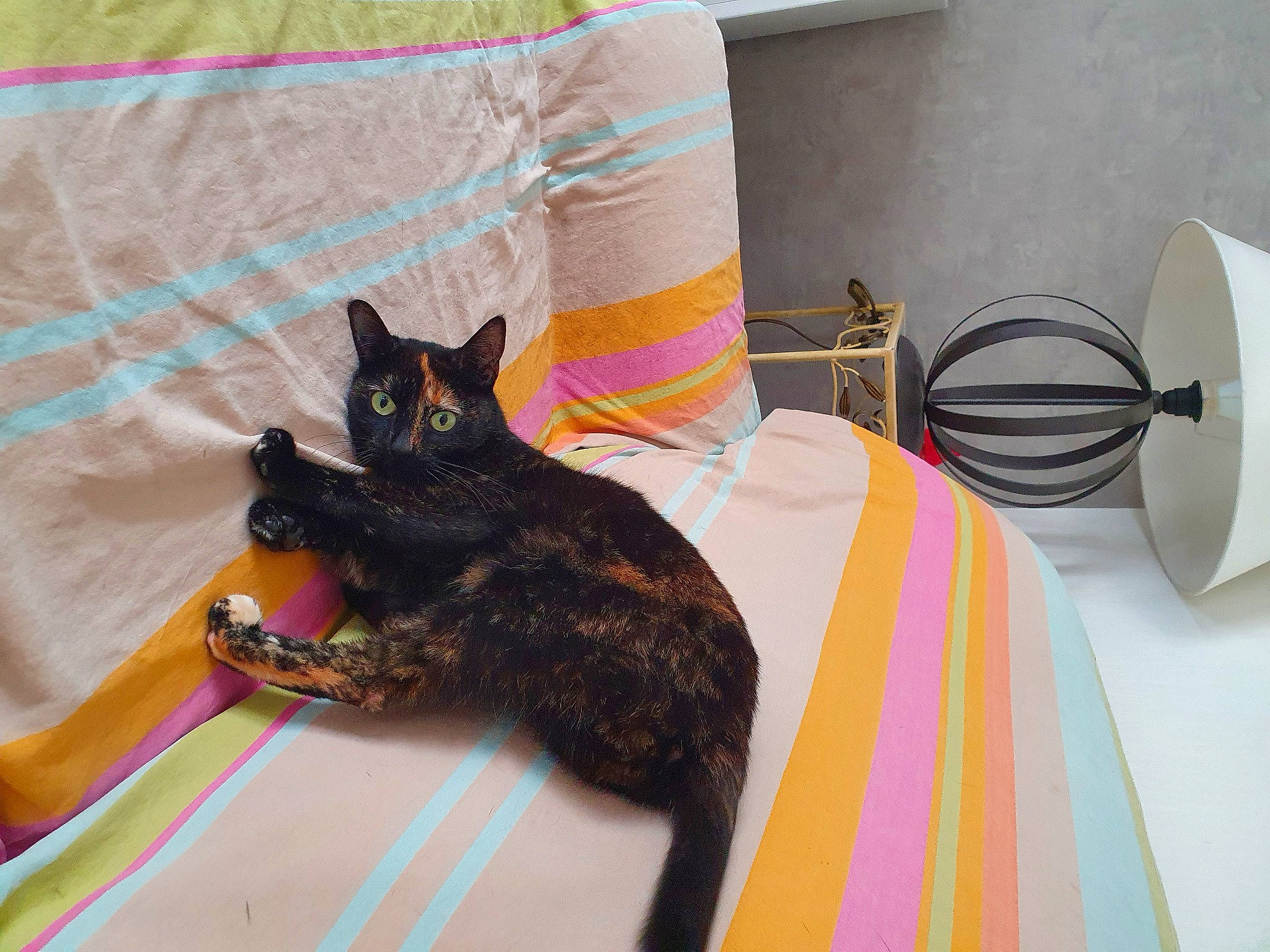 Lou participe au concours pour gagner de l'argent avec cette photo : bag, black_cat, canidae, carnivore, cat, claw, comfort, dog_breed, domestic_short_haired_cat, fawn, felidae, flooring, fur, linens, room, small_to_medium_sized_cats, sporting_group, tail, whiskers