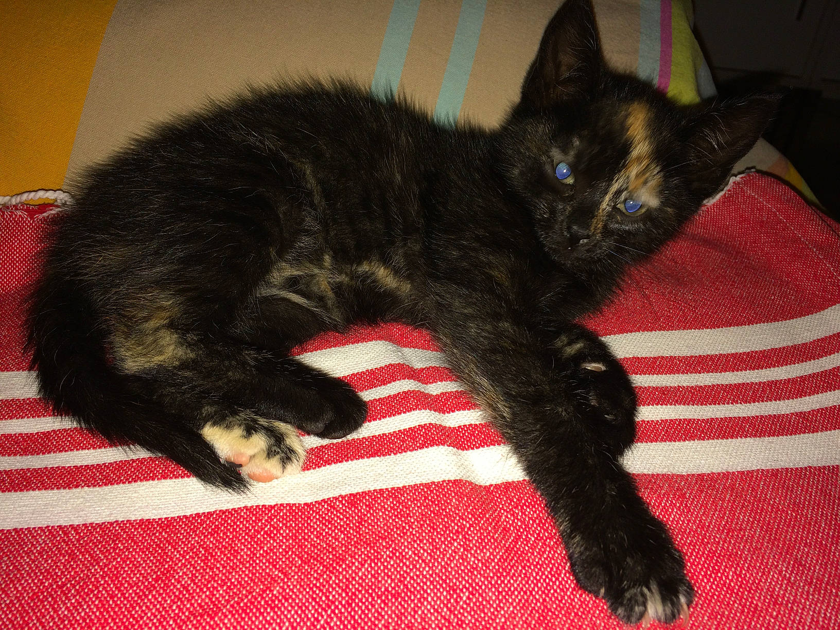 Lou participe au concours pour gagner de l'argent avec cette photo : black_cat, bombay, carnivore, cat, claw, comfort, domestic_short_haired_cat, felidae, flooring, foot, fur, paw, small_to_medium_sized_cats, snout, tail, terrestrial_animal, whiskers