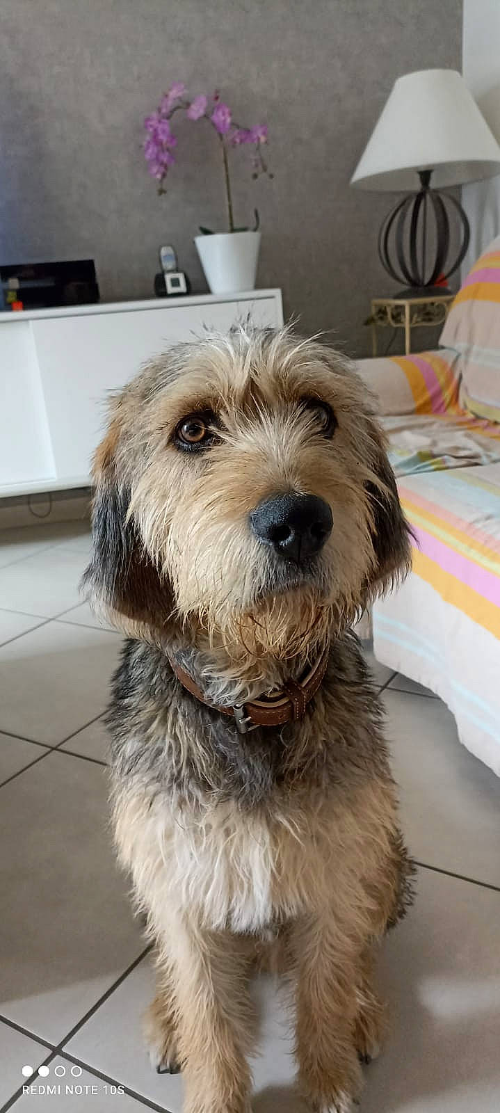 Repsol a rejoint le concours — aidez-le/la à gagner de superbes lots ! biewer_terrier, canidae, carnivore, catalan_sheepdog, companion_dog, dog, dog_breed, flooring, fur, home_appliance, maltepoo, poodle_crossbreed, puppy_love, sapsali, small_terrier, snout, sporting_group, terrier, toy_dog, working_animal