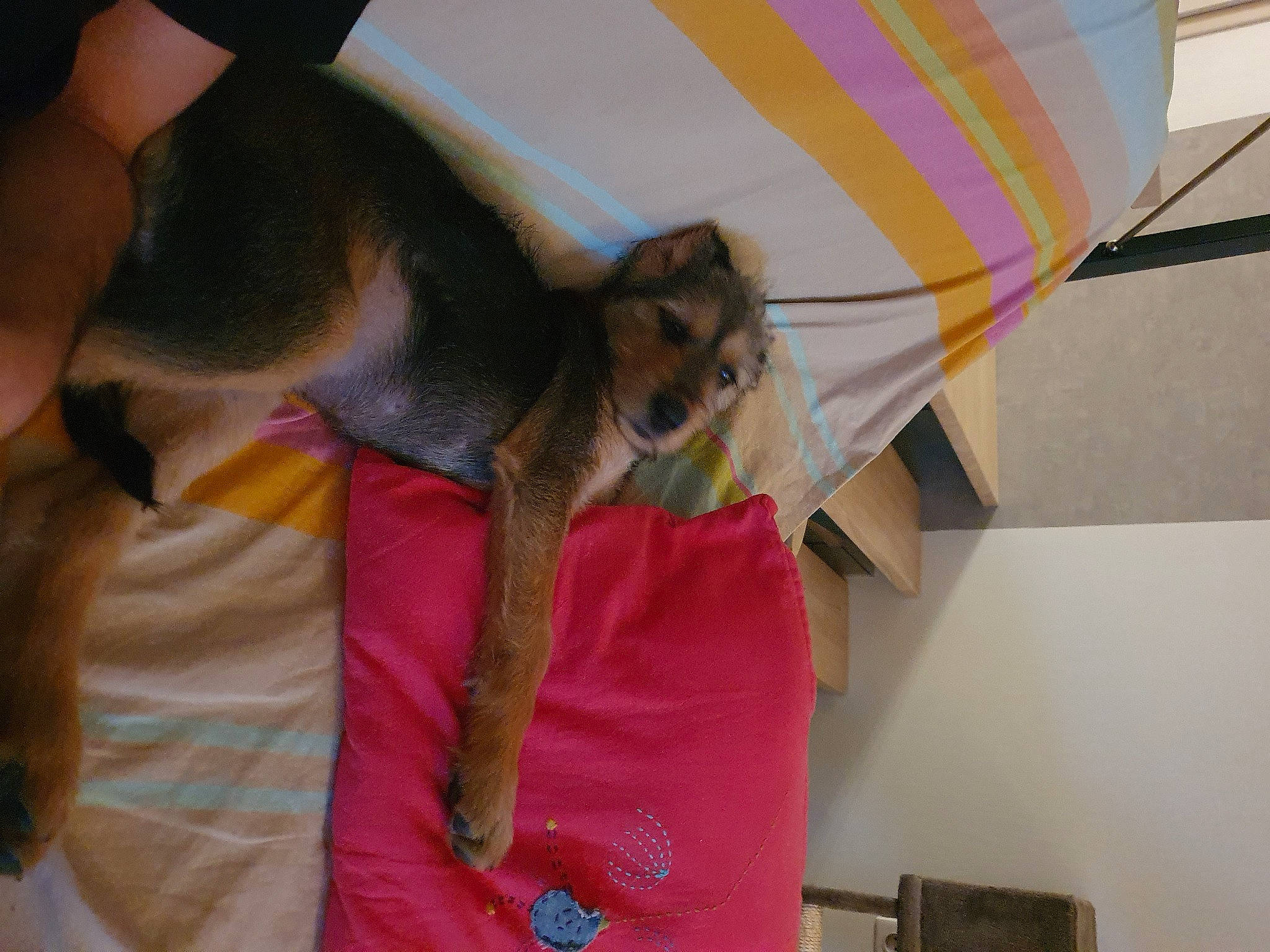 Repsol a rejoint le concours — aidez-le/la à gagner de superbes lots ! canidae, carnivore, comfort, companion_dog, dog, dog_breed, fawn, felidae, linens, magenta, mammal, paw, pet_supply, small_to_medium_sized_cats, snout, sporting_group, tail, toy_dog, vertebrate, working_animal