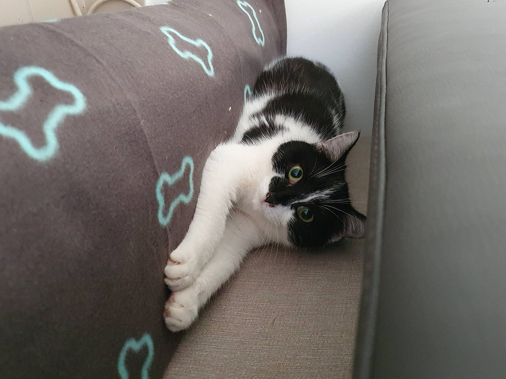 Plume a rejoint le concours — aidez-le/la à gagner de superbes lots ! canidae, carnivore, cat, comfort, domestic_short_haired_cat, felidae, flooring, fur, grey, human_leg, linens, nap, paw, room, small_to_medium_sized_cats, snout, sporting_group, tail, whiskers, wood