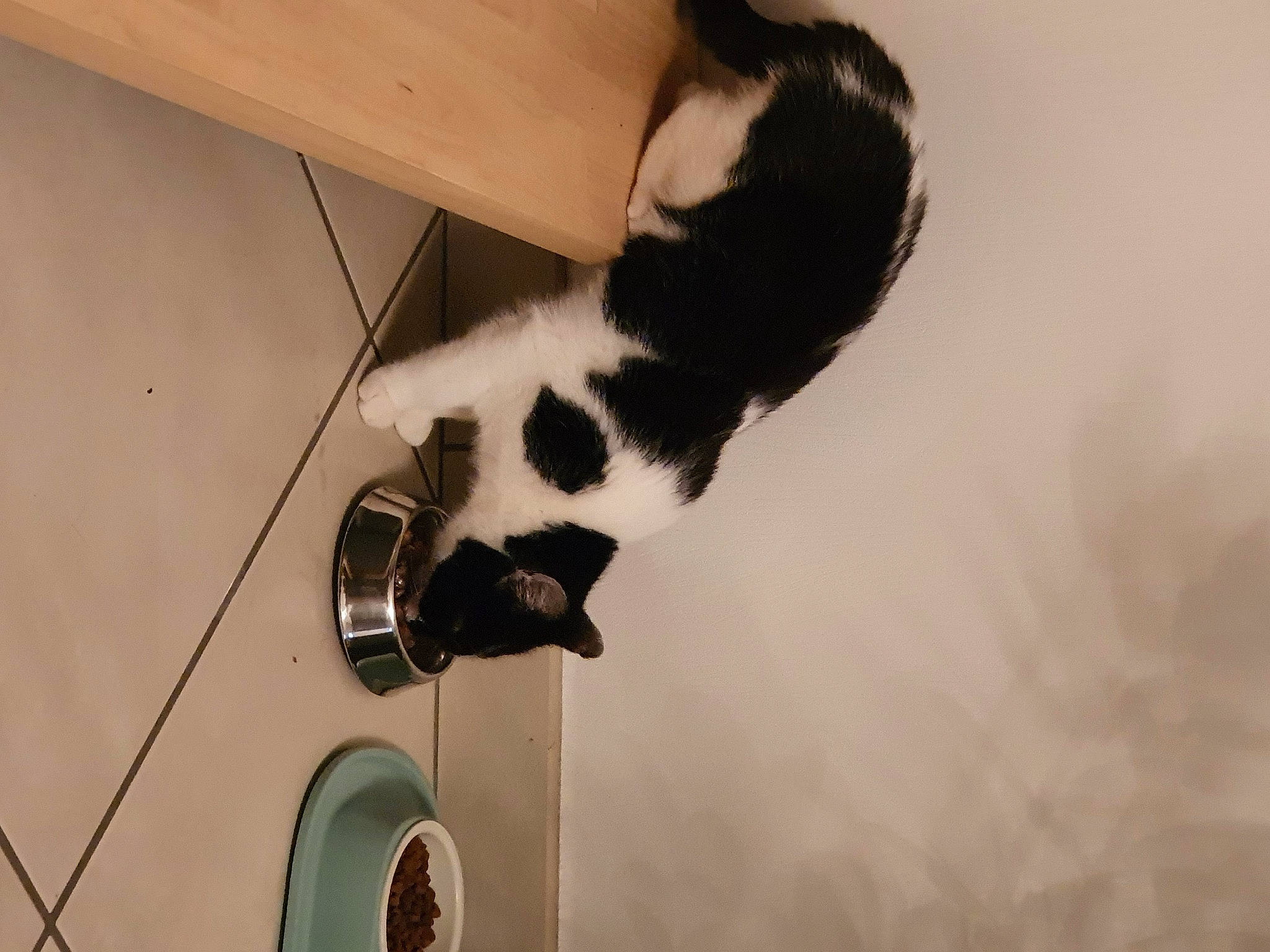 Plume a rejoint le concours — aidez-le/la à gagner de superbes lots ! carnivore, cat, dog_breed, domestic_short_haired_cat, door, felidae, flooring, fur, hardwood, human_leg, leg, shadow, shoe, small_to_medium_sized_cats, snout, sporting_group, tail, tire, whiskers, wood