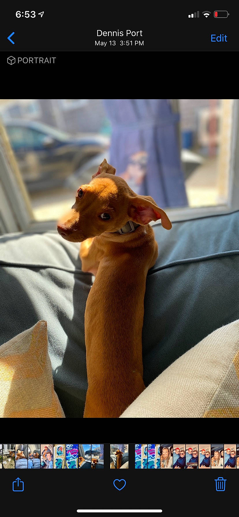 Dash joined the competition — help win amazing prizes! carnivore, comfort, companion_dog, dog_breed, fawn, felidae, fur, gesture, human_body, human_leg, nail, small_to_medium_sized_cats, snout, sporting_group, thumb, toy, whiskers, wood, working_animal, wrinkle