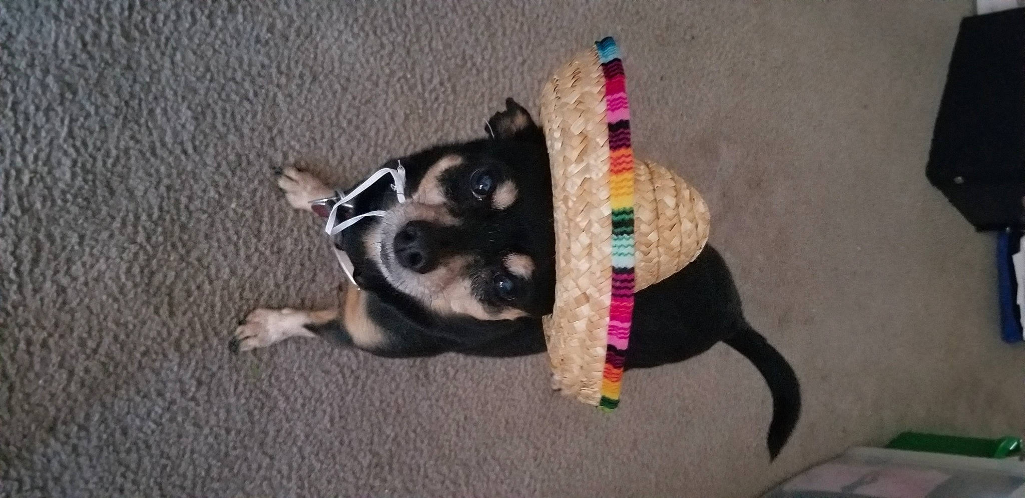 Pixie Bella joined the competition — help win amazing prizes! canidae, carnivore, collar, companion_dog, dog, dog_breed, dog_clothes, dog_collar, dog_supply, fashion_accessory, fawn, fur, leash, paw, pet_supply, snout, sporting_group, tail, working_animal, working_dog