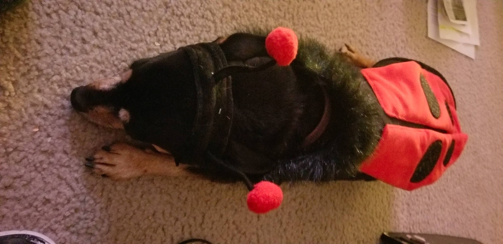 Pixie Bella-minipen Chihuahua is registered to the contest to win money with this photo: canidae, carnivore, cat_toy, collar, companion_dog, dog_breed, dog_supply, fashion_accessory, fawn, felidae, flooring, liver, snout, sporting_group, stuffed_toy, tail, terrestrial_animal, toy, vertebrate, working_animal