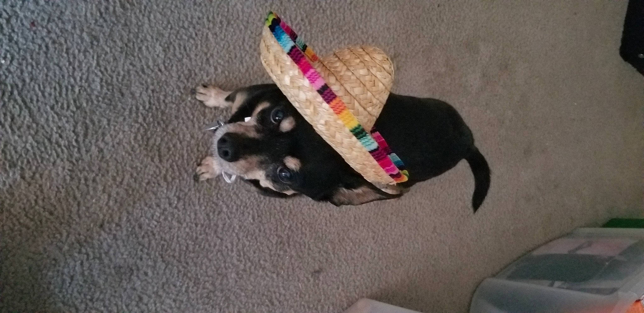 Pixie Bella-minipen Chihuahua is registered to the contest to win money with this photo: canidae, carnivore, collar, comfort, companion_dog, dog, dog_breed, dog_supply, fashion_accessory, fawn, flooring, fur, leash, linens, paw, pet_supply, sporting_group, tail, toy, woolen