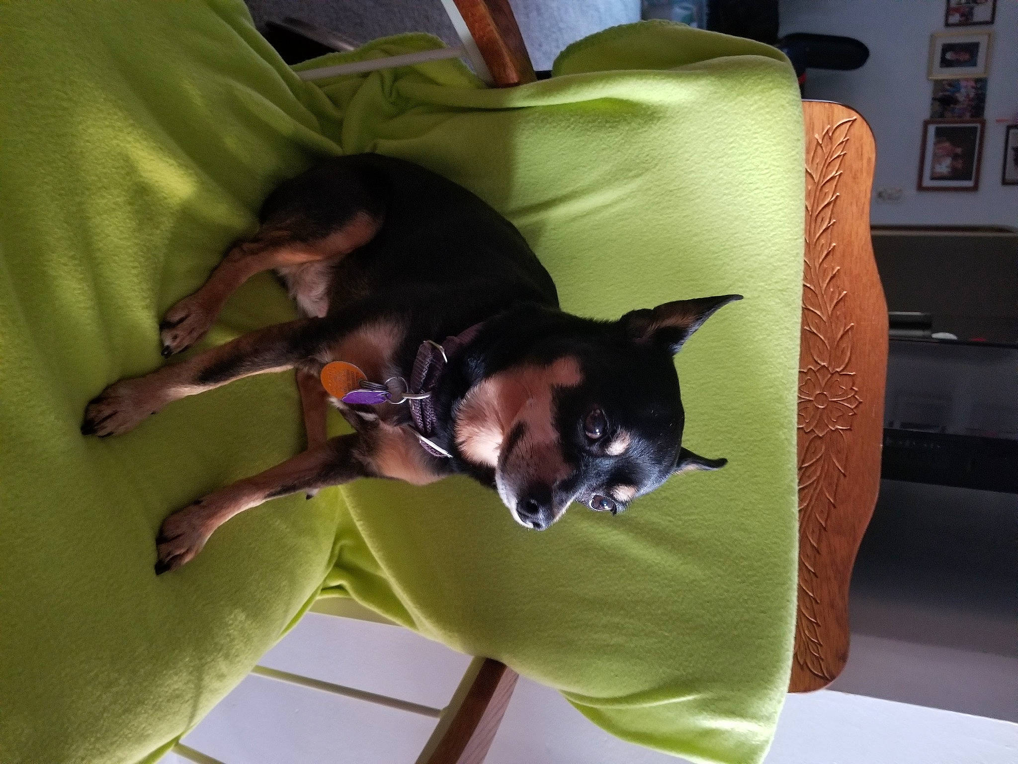 Pixie Bella-minipen Chihuahua joined the competition — help win amazing prizes! canidae, carnivore, comfort, companion_dog, couch, dog, dog_breed, dog_supply, fawn, felidae, guard_dog, pet_supply, picture_frame, small_to_medium_sized_cats, sporting_group, tail, toy_dog, wall_plate, whiskers, working_animal