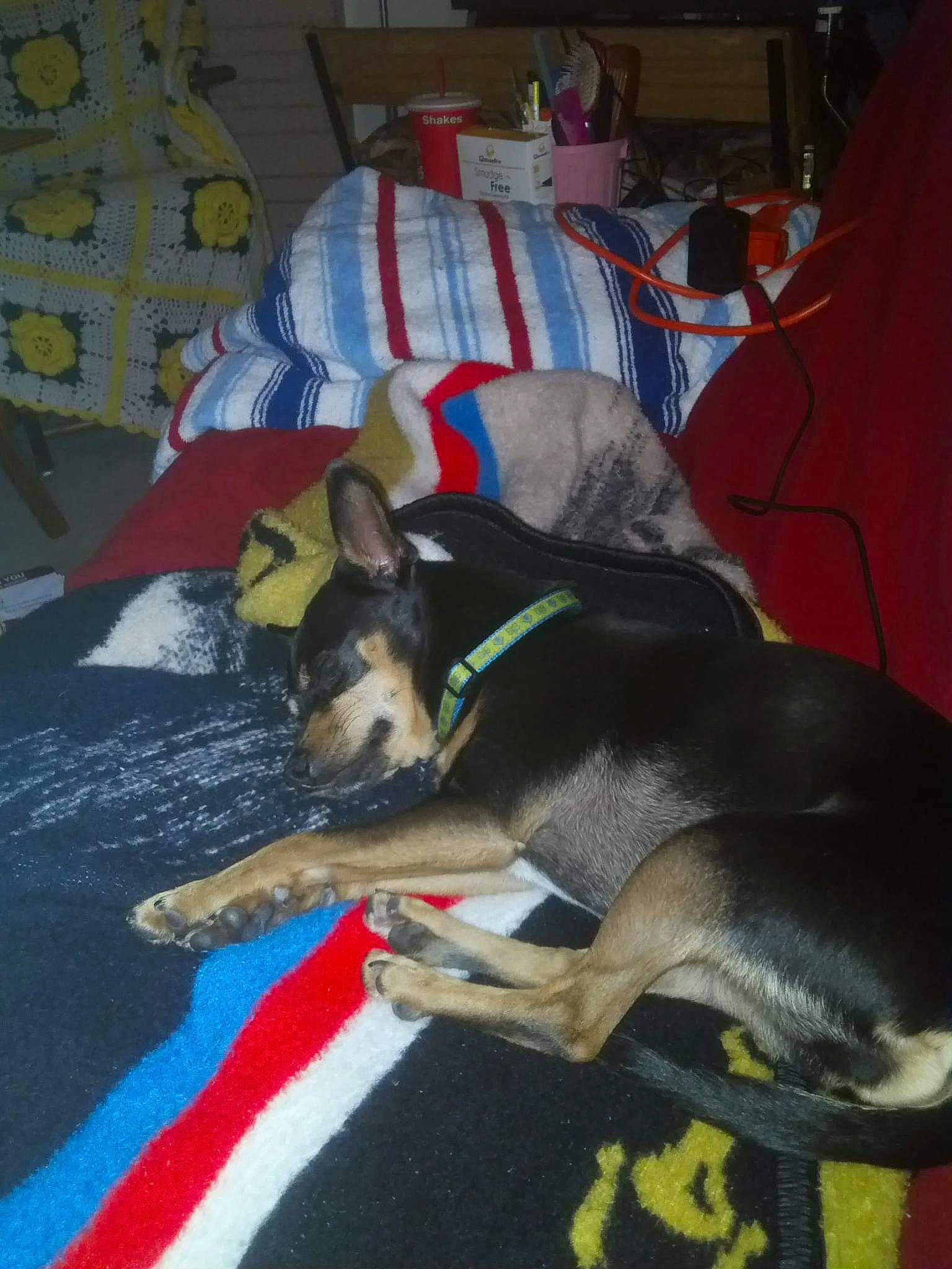 Pixie Bella-minipen Chihuahua is registered to the contest to win money with this photo: canidae, carnivore, comfort, companion_dog, couch, dog, dog_breed, dog_supply, east_european_shepherd, flooring, fur, herding_dog, linens, living_room, nap, room, sporting_group, tail, working_animal, working_dog