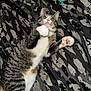 Iris joined the competition — help win amazing prizes! blanket, cat, curious, cute, domestic_animal, fur, indoor, mammal, patterned_blanket, paw_pads, pet, pink_nose, playful, resting, striped_fur, tabby_cat, toy, whiskers, white_paws, wide_eyes