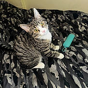 Iris is registered to the contest to win money with this photo: animal, bedspread, cat, curious, cute, domestic_cat, ears, feline, indoor, looking_up, patterned_bedspread, pet, resting, soft_light, striped_fur, tabby_cat, teal_object, whiskers, white_paws, yellow_eyes