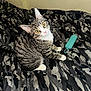 animal, bedspread, cat, curious, cute, domestic_cat, ears, feline, indoor, looking_up, patterned_bedspread, pet, resting, soft_light, striped_fur, tabby_cat, teal_object, whiskers, white_paws, yellow_eyes