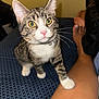 Iris joined the competition — help win amazing prizes! animal, blue_surface, cat, closeup, collar, curious, domestic, foot, fur, indoor, kitten, leg, pattern, paw, person, pet, pink_nose, tabby, whiskers, yellow_eyes